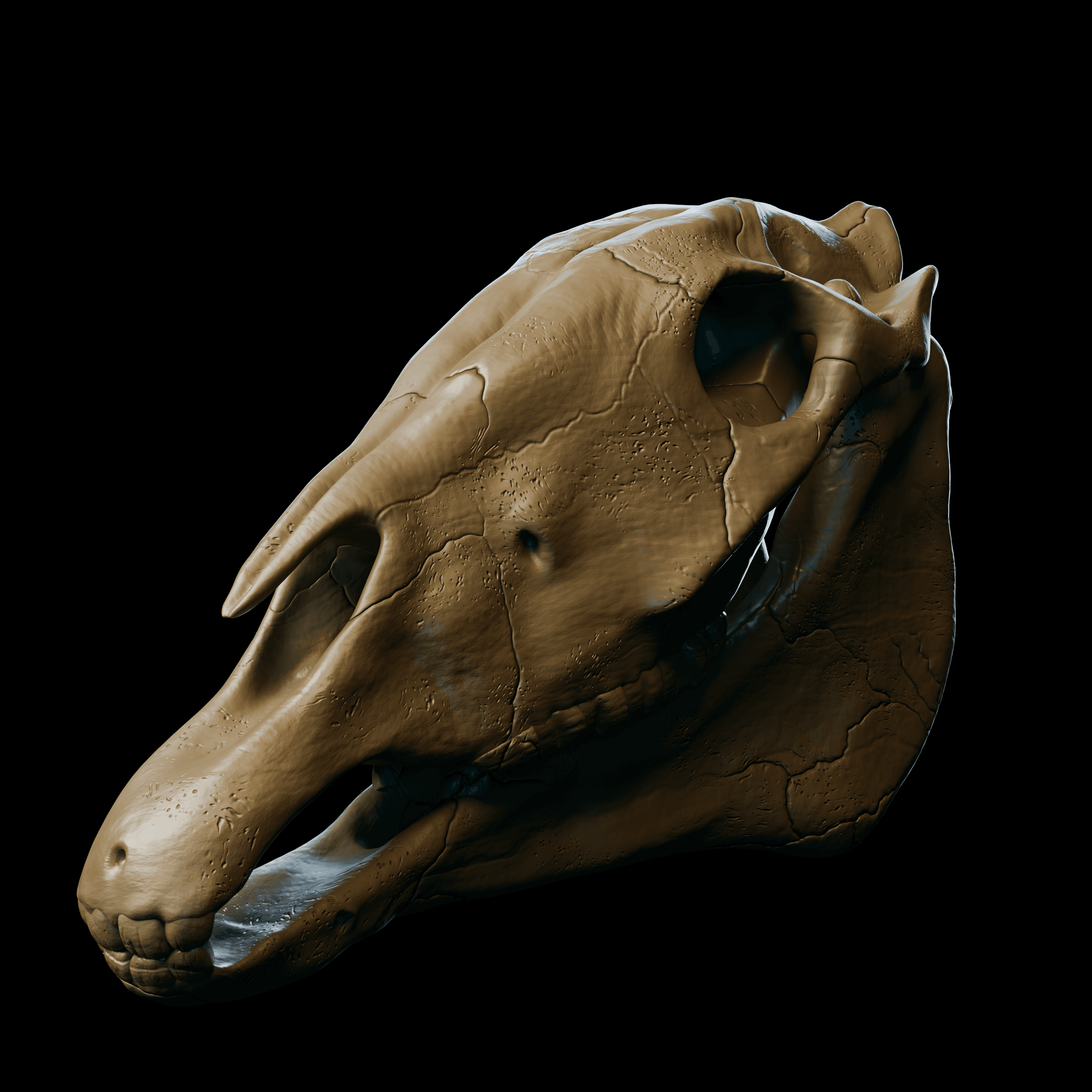 Skull Sculpts